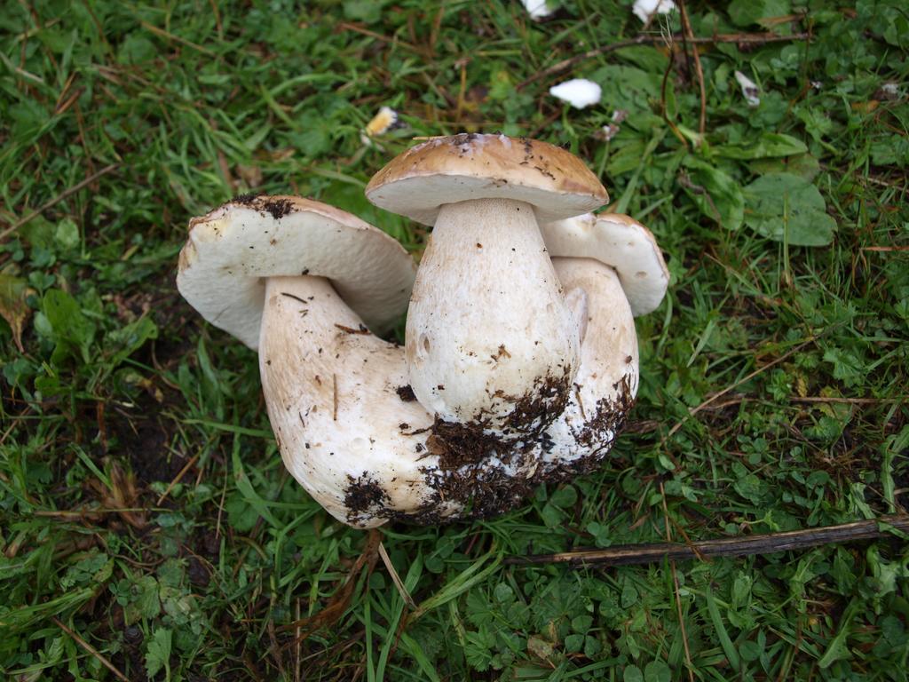 Penzión Koruna Nitrianske Rudno Bagian luar foto